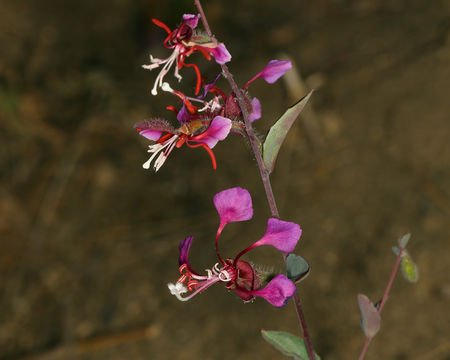 Image of elegant clarkia