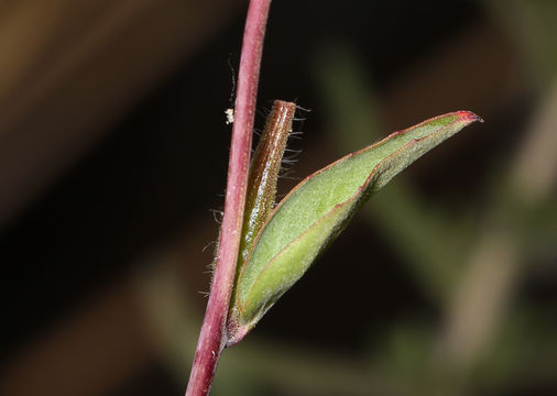 Image of elegant clarkia