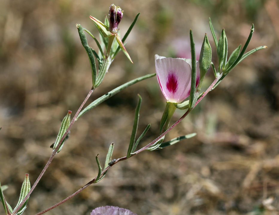 Image of <i>Clarkia speciosa</i> ssp. <i>polyantha</i>