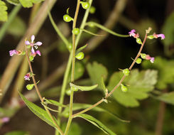 Clarkia heterandra (Torrey) H. Lewis & P. H. Raven resmi