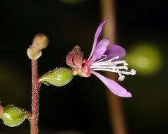 Clarkia heterandra (Torrey) H. Lewis & P. H. Raven resmi