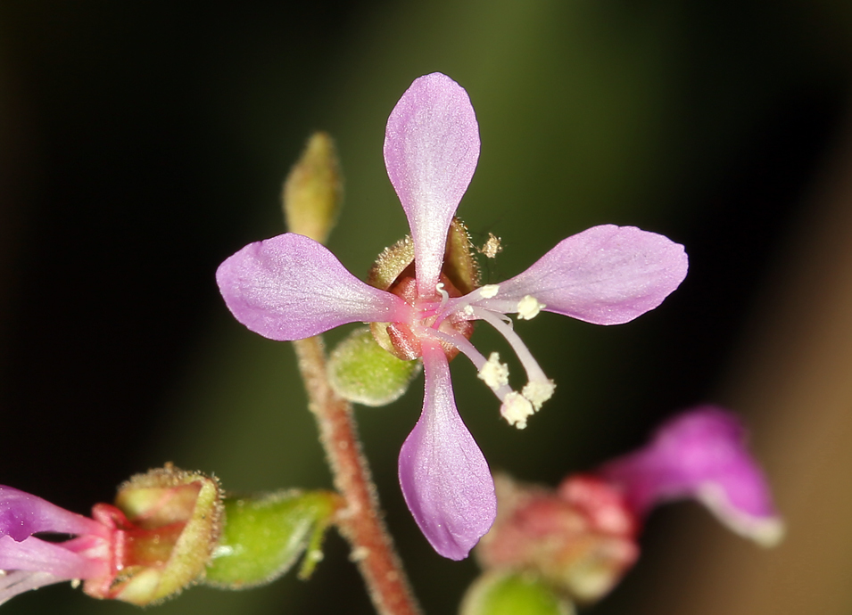 Clarkia heterandra (Torrey) H. Lewis & P. H. Raven resmi