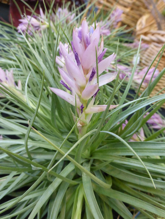 Plancia ëd Tillandsia stricta Sol. ex Ker Gawl.