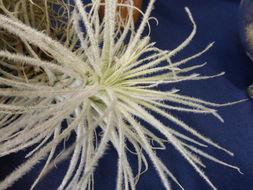 Plancia ëd Tillandsia tectorum É. Morren