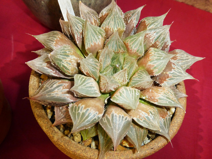 Haworthia cooperi var. dielsiana (Poelln.) M. B. Bayer resmi