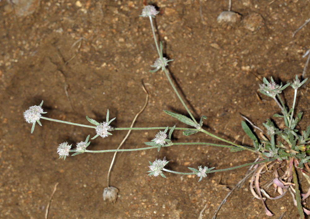 Image of pink spineflower