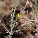 Слика од Holocarpha heermannii (Greene) Keck