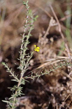 Image of Heermann's tarweed