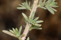 Image of Heermann's tarweed