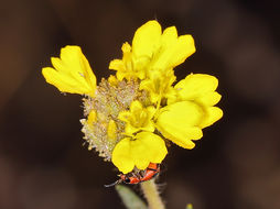 Слика од Holocarpha heermannii (Greene) Keck