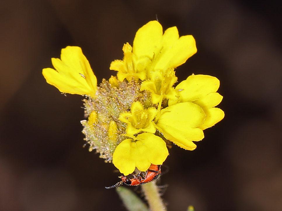 Image of Heermann's tarweed