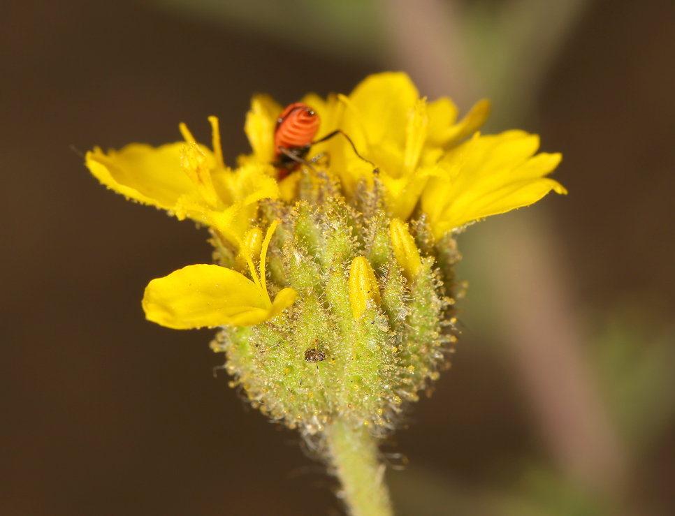 Слика од Holocarpha heermannii (Greene) Keck