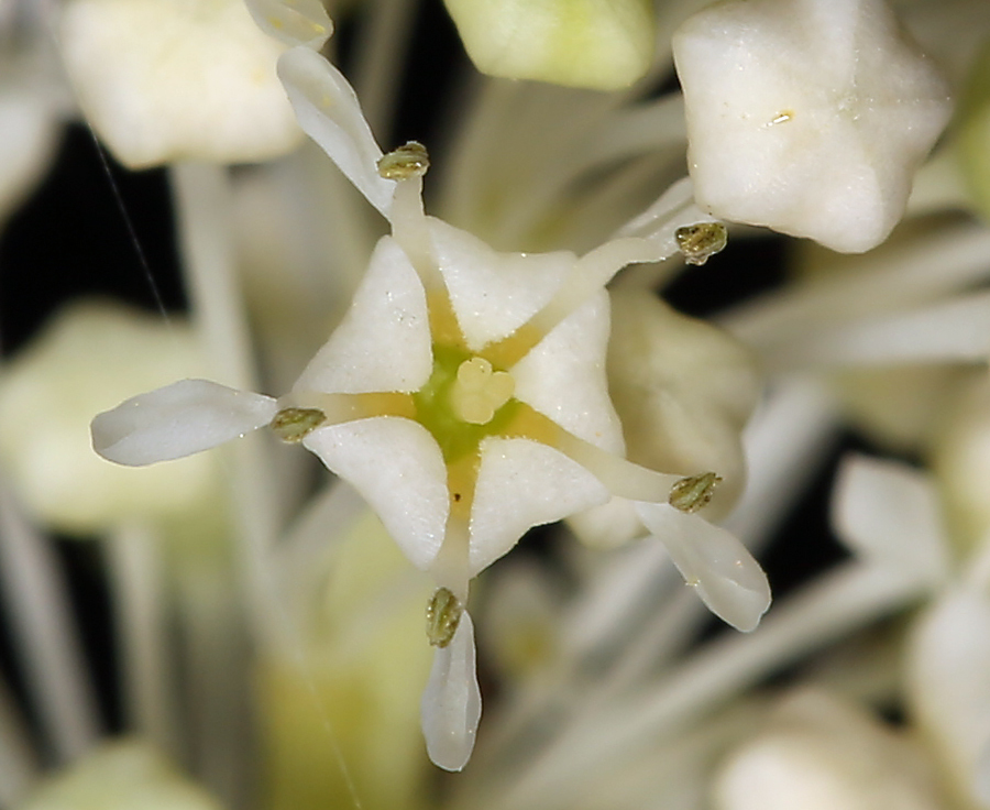 صورة <i>Ceanothus integerrimus</i> var. <i>macrothyrsus</i>