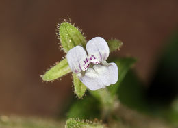 Image of Child's blue eyed Mary