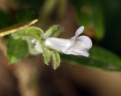 Image of Child's blue eyed Mary