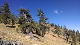 Image of foxtail pine