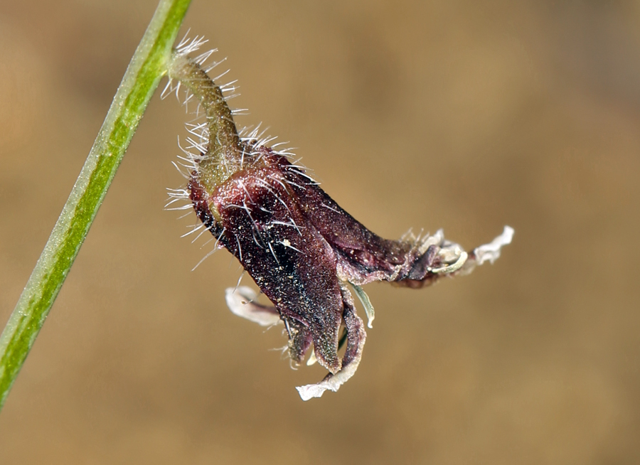 صورة Caulanthus coulteri (A. Gray ex S. Watson) S. Watson