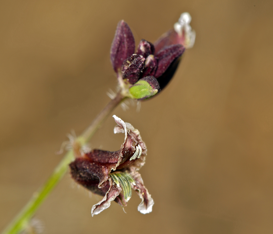 صورة Caulanthus coulteri (A. Gray ex S. Watson) S. Watson