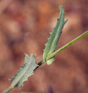 صورة Caulanthus coulteri (A. Gray ex S. Watson) S. Watson