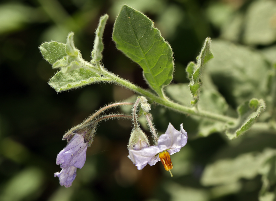 Imagem de Solanum umbelliferum Eschsch.