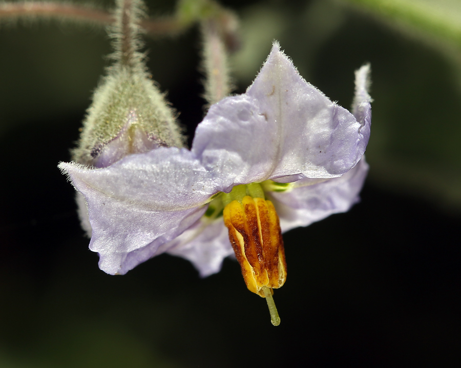 Imagem de Solanum umbelliferum Eschsch.