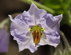 Imagem de Solanum umbelliferum Eschsch.