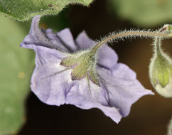 Image of bluewitch nightshade