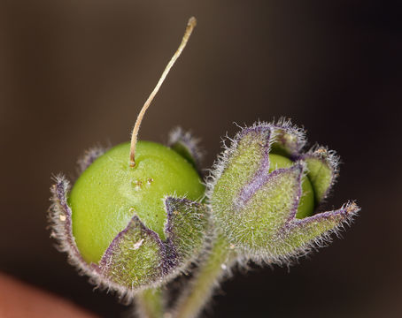 Image de Solanum umbelliferum Eschsch.