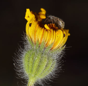 Слика од Madia elegans D. Don