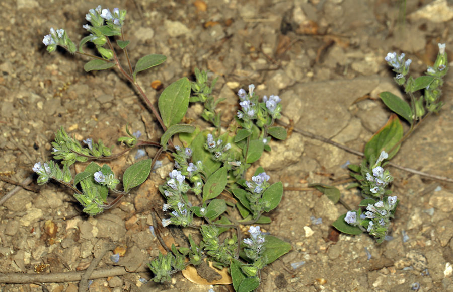 صورة Phacelia congdonii Greene