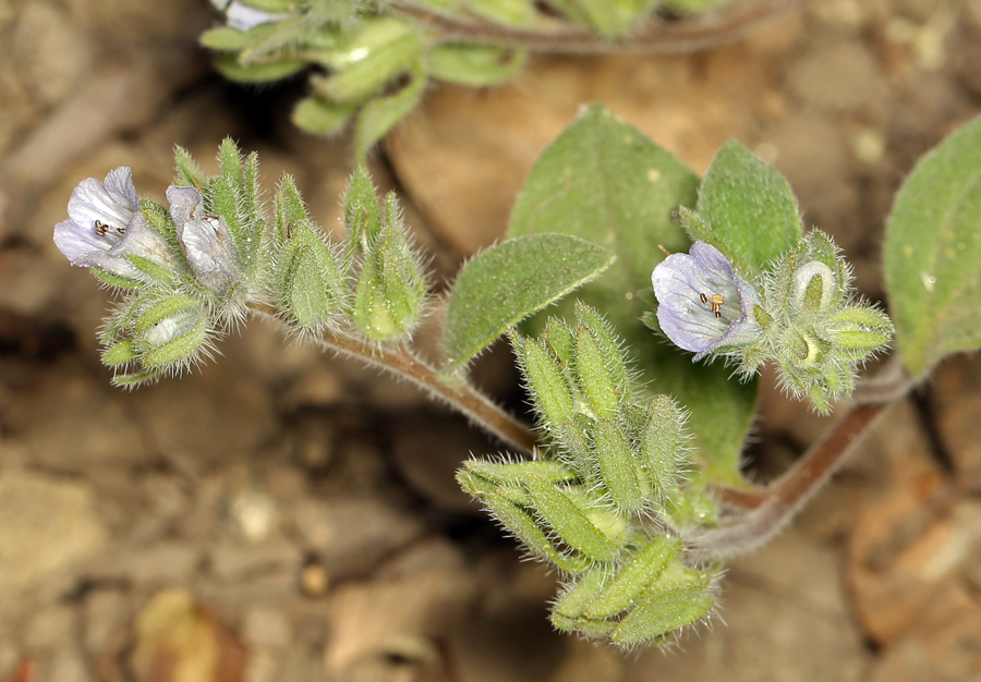 صورة Phacelia congdonii Greene