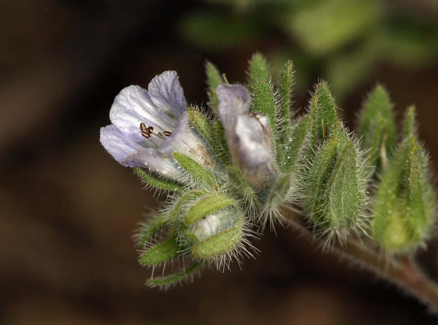 صورة Phacelia congdonii Greene