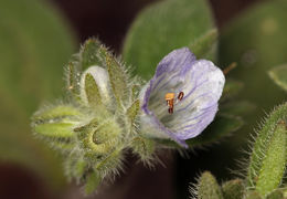 صورة Phacelia congdonii Greene