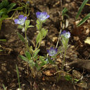 Image de Phacelia davidsonii A. Gray