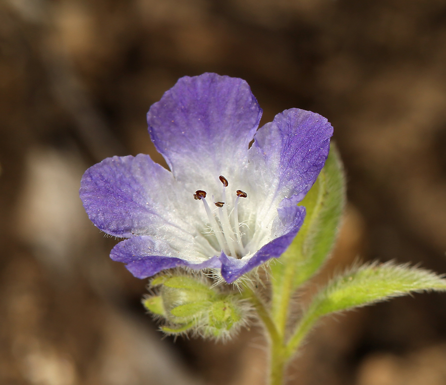 Image de Phacelia davidsonii A. Gray