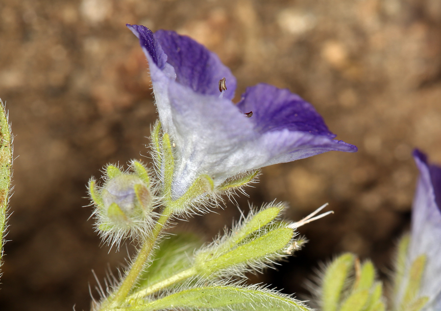 Image de Phacelia davidsonii A. Gray