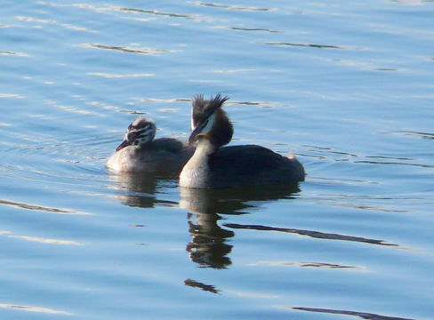 Image of Great Crested Grebe