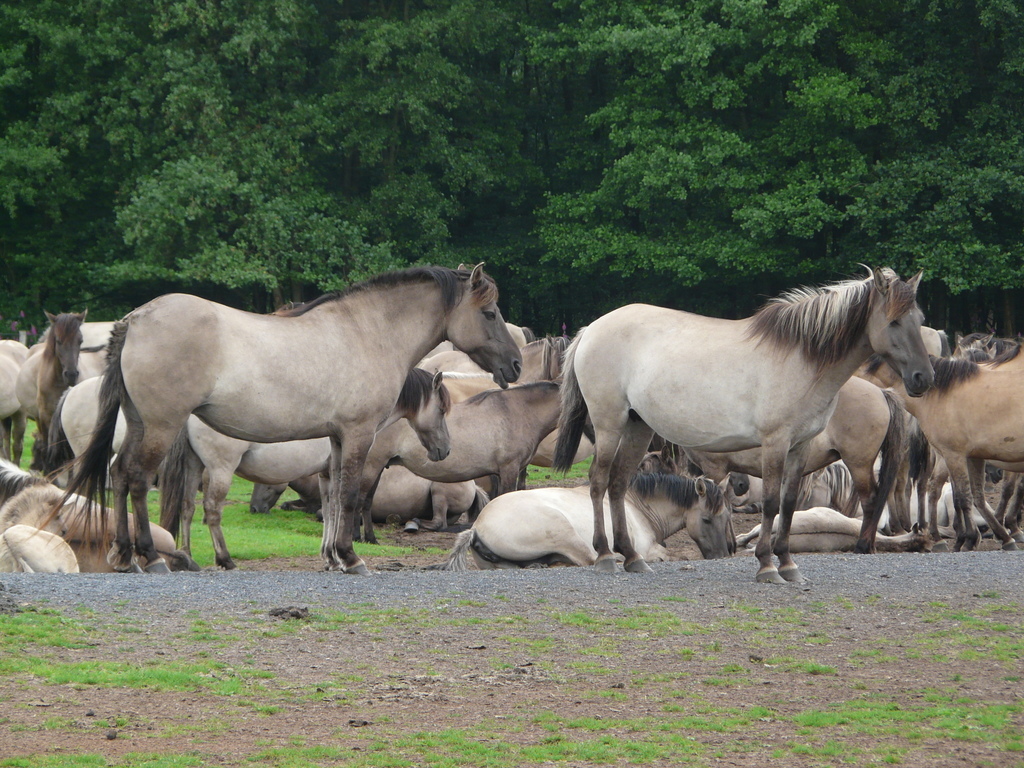 Image of Asian Wild Horse