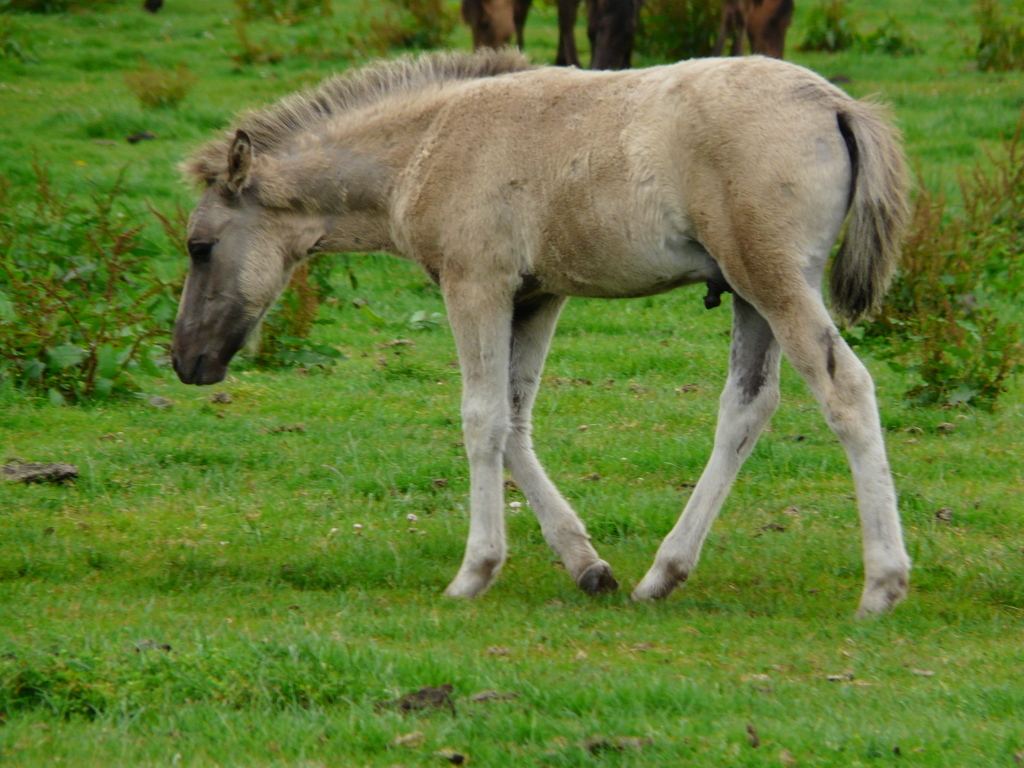 Image of Asian Wild Horse