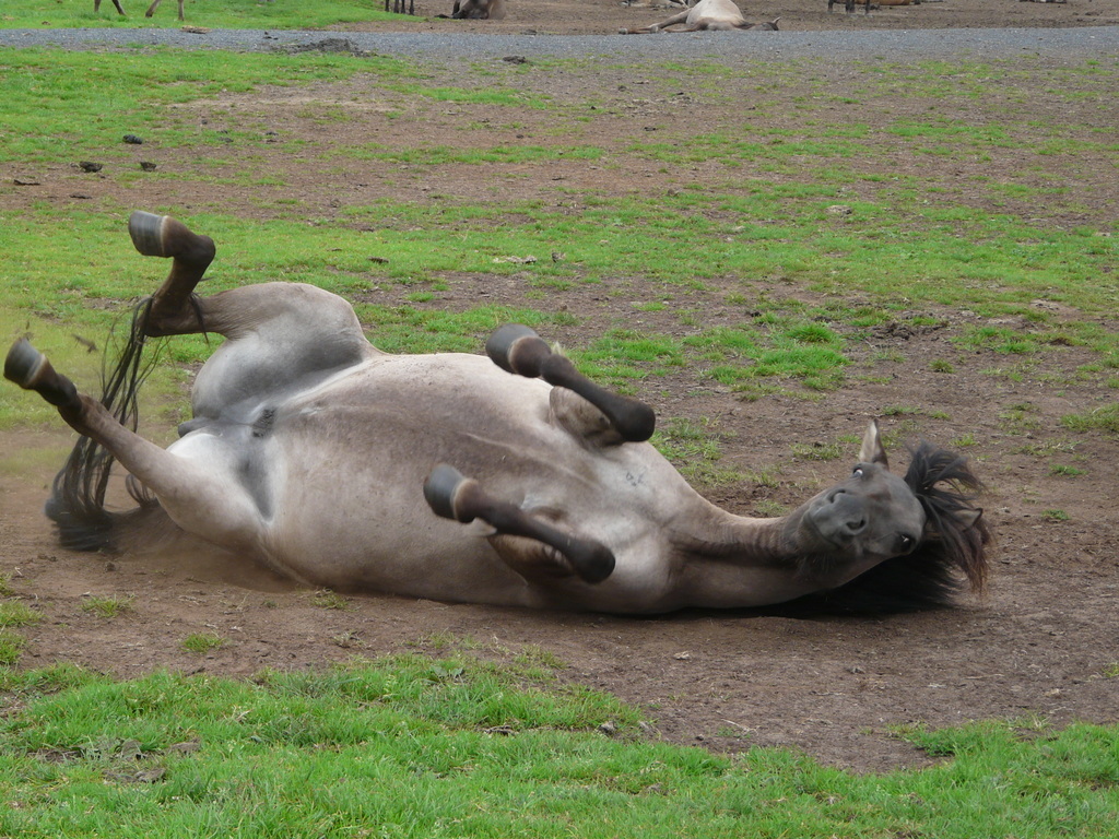 Image of Asian Wild Horse