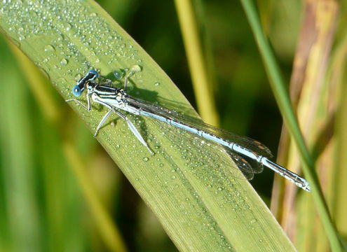 Image of Blue Featherleg