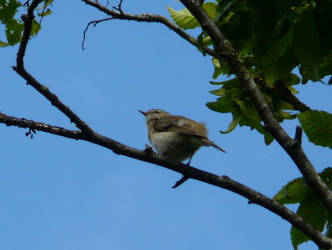 Image of Common Chiffchaff