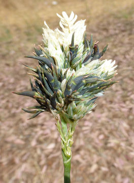 Image of bulbous canarygrass