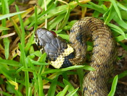 Plancia ëd Natrix natrix (Linnaeus 1758)