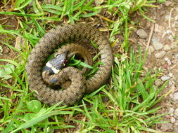 Plancia ëd Natrix natrix (Linnaeus 1758)