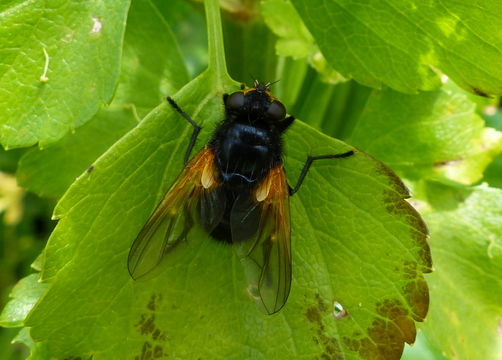 Image of Mesembrina meridiana (Linnaeus 1758)