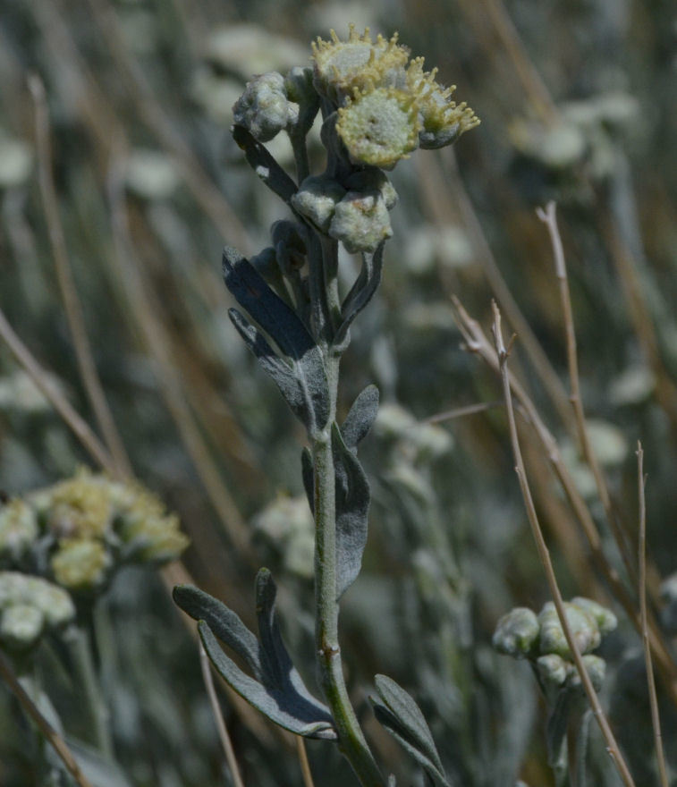 Image of <i>Sphaeromeria cana</i>