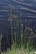 Image of Juncus balticus subsp. ater (Rydb.) Snogerup