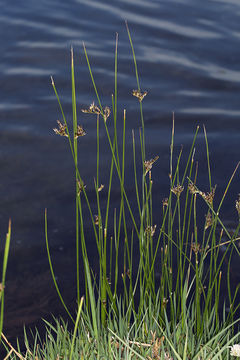 Imagem de Juncus balticus subsp. ater (Rydb.) Snogerup