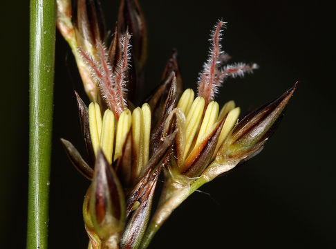 Image of Juncus balticus subsp. ater (Rydb.) Snogerup